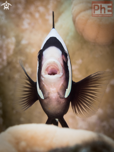A Amphiprion clarkii | Clark Clownfish