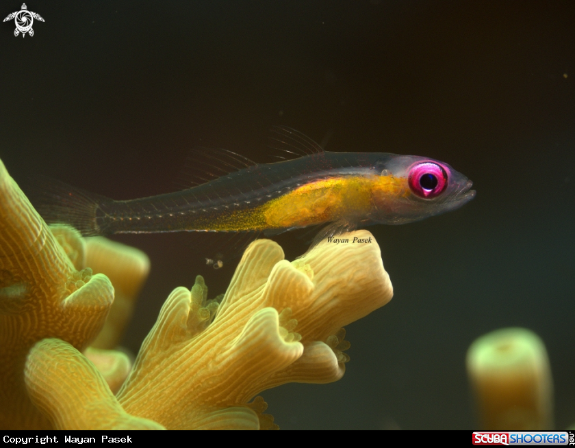 A pink eyes goby