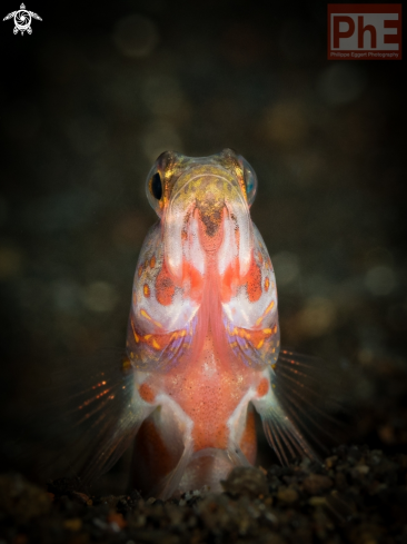 A Shrimpgoby