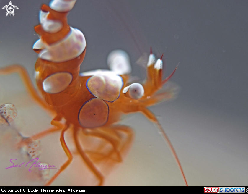 A sexy shrimp