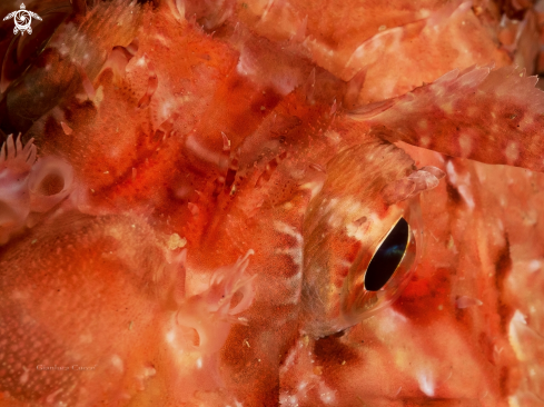 A Scorpaena scrofa | Red scorpion fish,Scorfano rosso