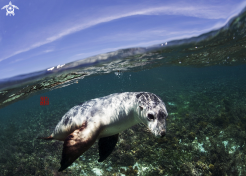 Seal Lion