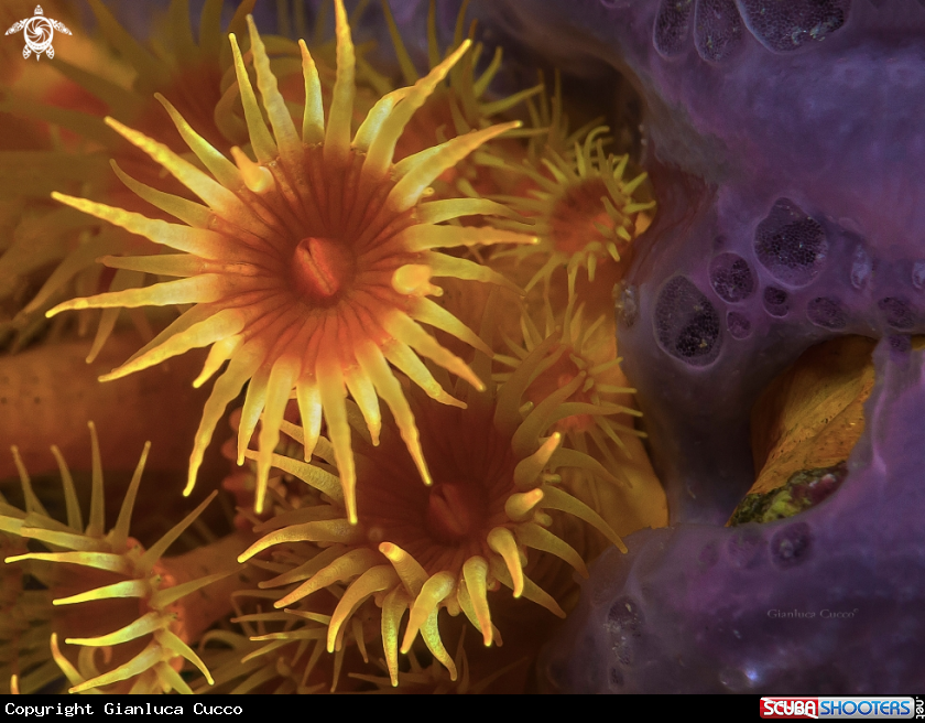 A yellow cluster anemone,Margherita di mare