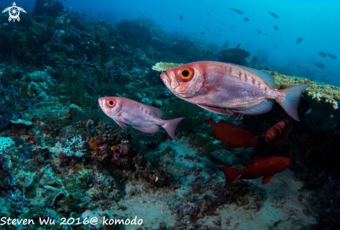 A Priacanthus macracanthus | Red bigeye fish