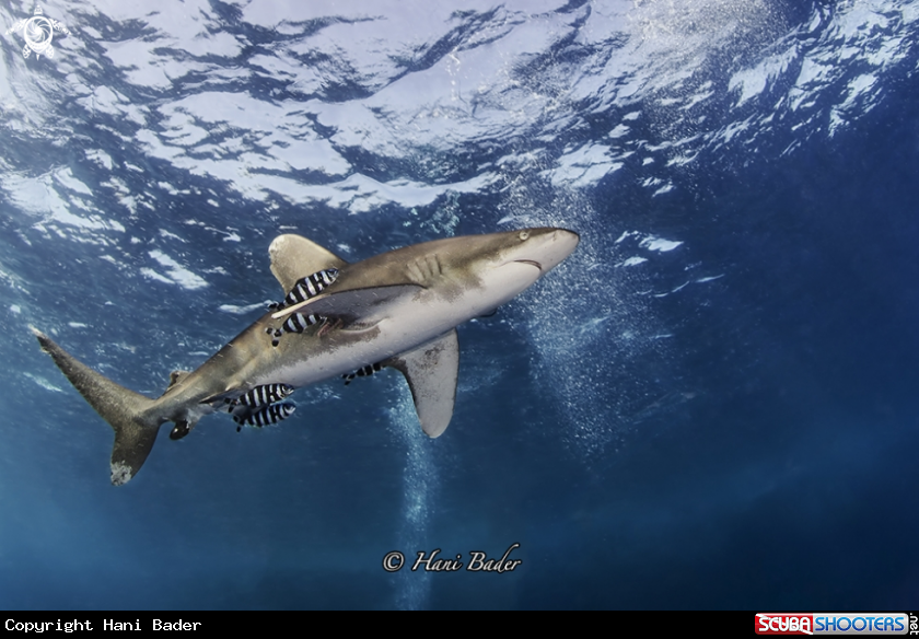 A Oceanic White tip Shark