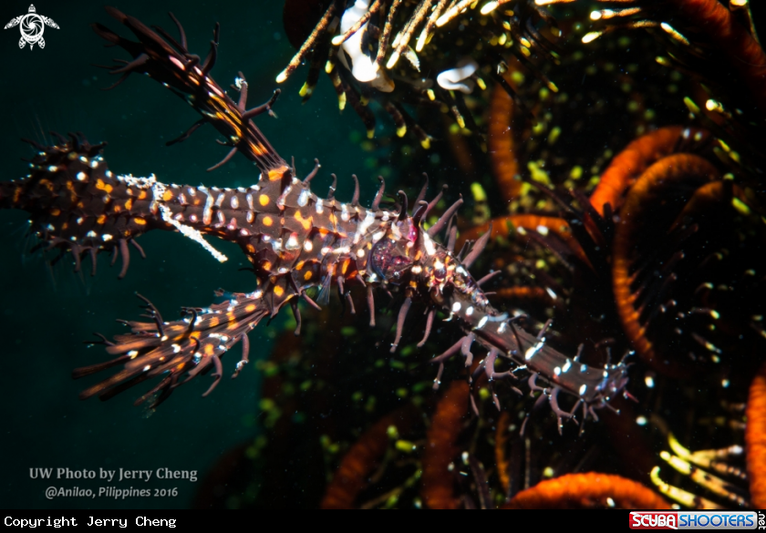A Ghost pipefish