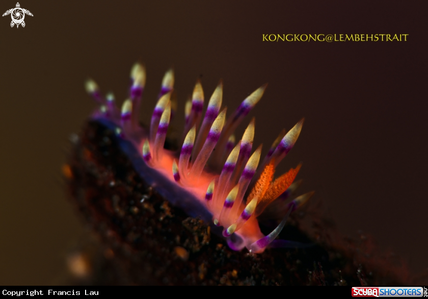A Nudibranch flabellina exoptata