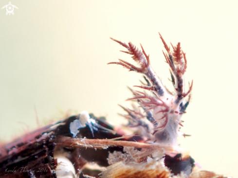 A Dendronotus regius | Dendronotus regius