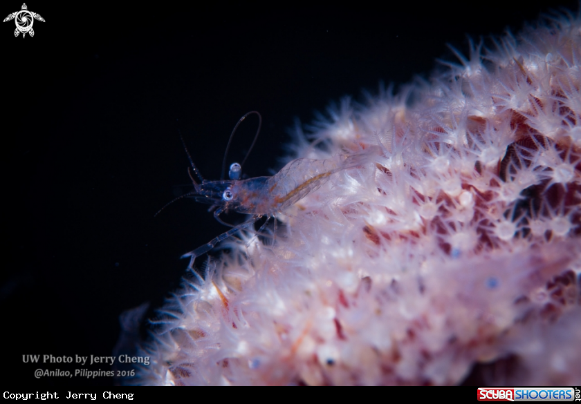A Shrimp on coral