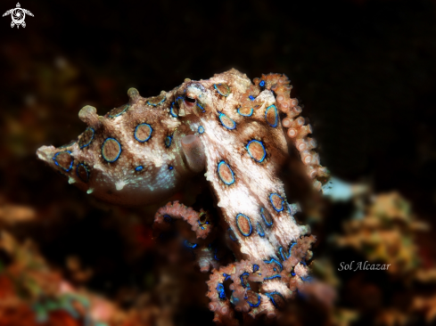 A Bluie ringed octopus