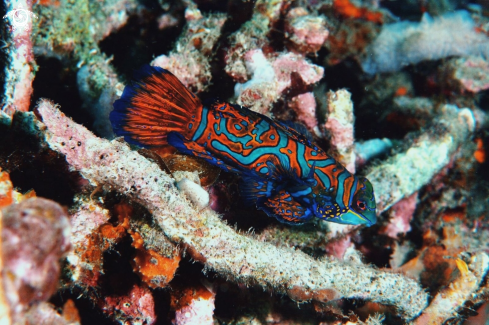 A Mandrin Fish