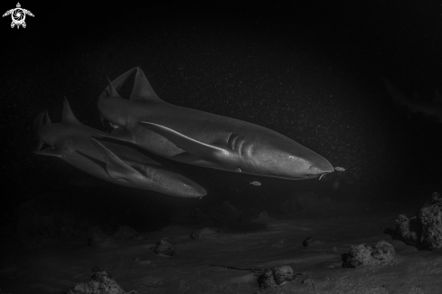 A Ginglymostoma cirratum | grey nurse shark or tawny nurse shark.