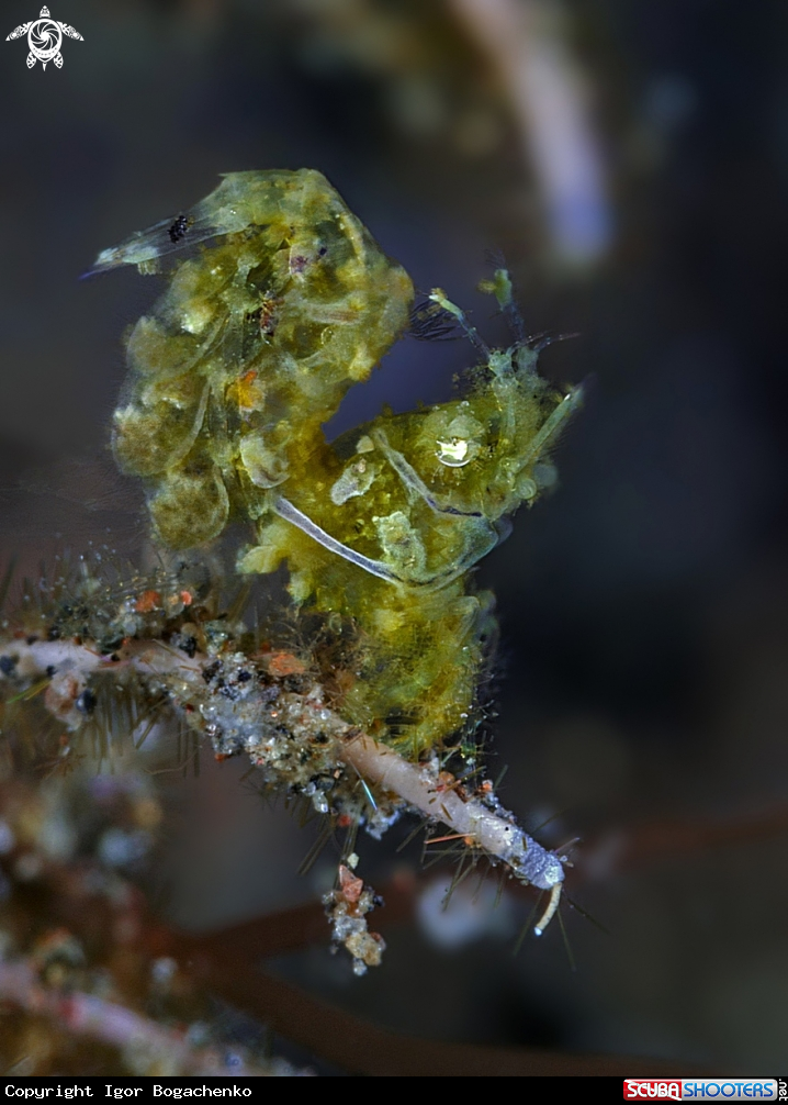 A Hairy shrimp 