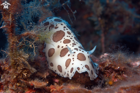 A Peltodoris atromaculata | Dotted Sea-Slug