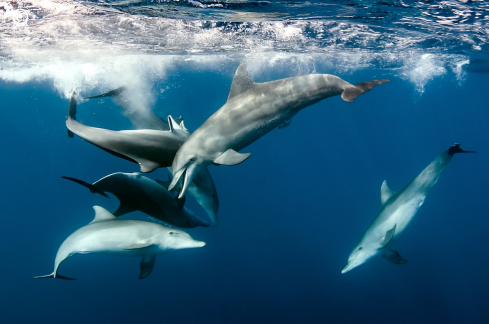 A bottlenose dolphins