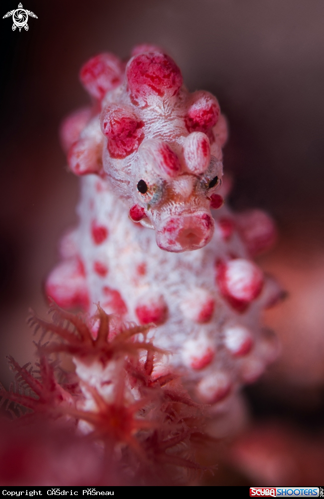 A pigmy seahorse