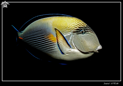 A Shoal surgeaonfish