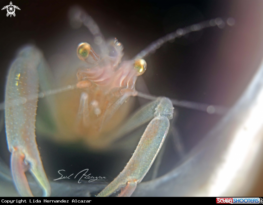 A shrimp on tunicate