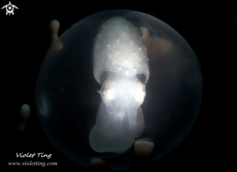 A Cuttlefish Egg