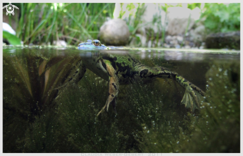 A Pelophylax  | freshwater frog 