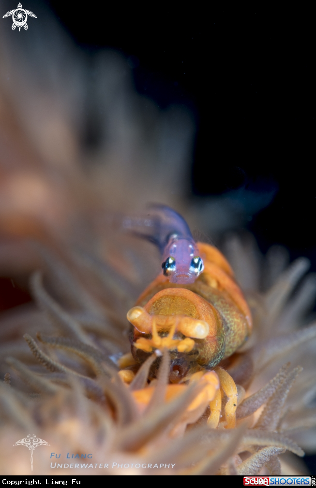 A Sea whip shrimp and pygmy goby