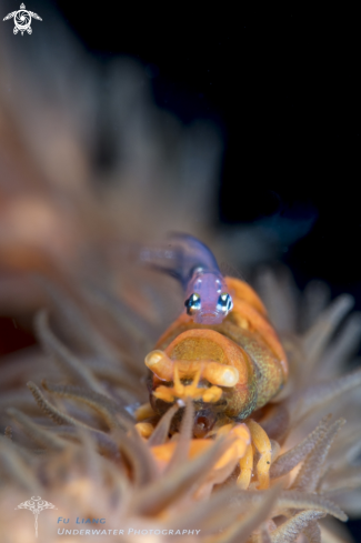 A Sea whip shrimp and pygmy goby