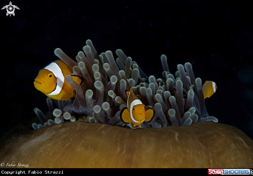 A Anemone and anemone fish