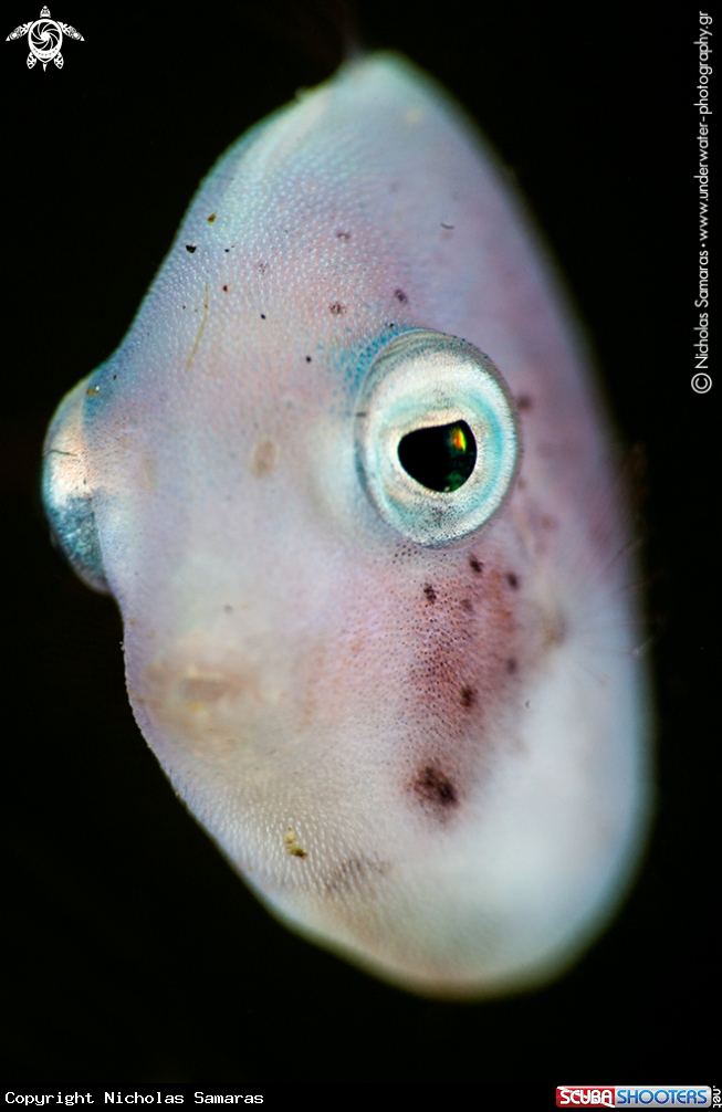 A Juvenile fish