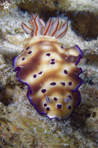 A Risbeccia Tryoni | Nudibranche