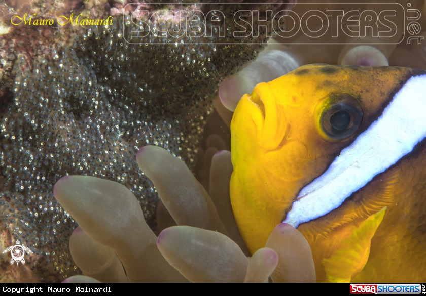 A Clownfish and eggs