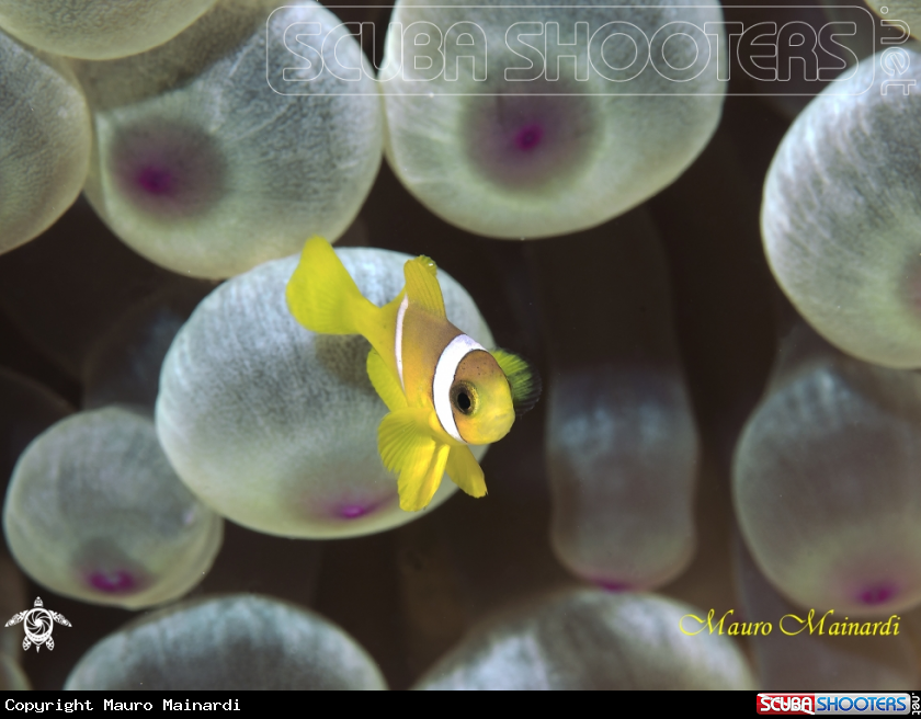 A Baby clownfish