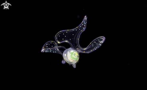 A baby sea snail