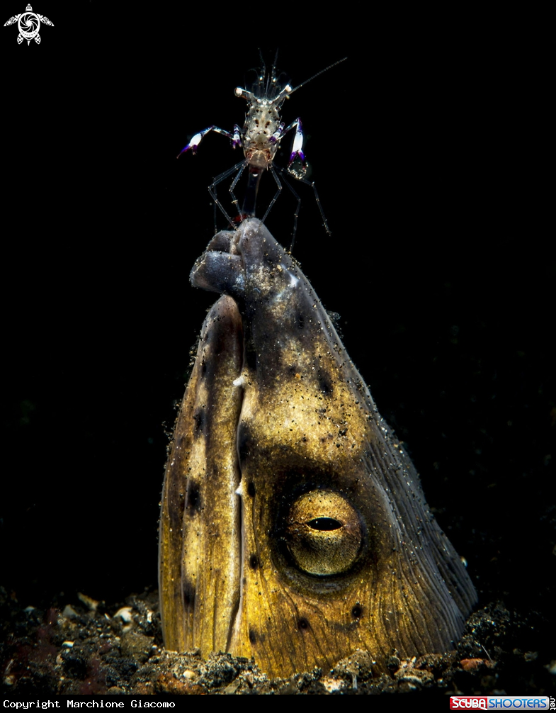 A Snake eel ,Periclimenes magnificus