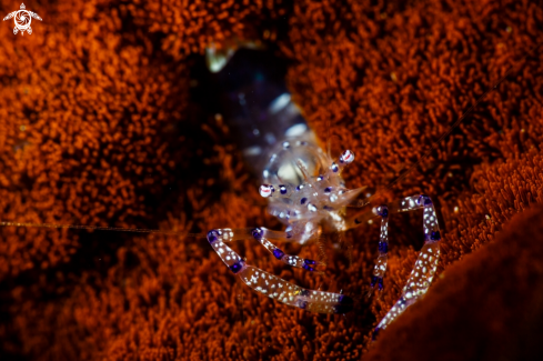 A Ancylomenes Venustus | Graceful anemone shrimp