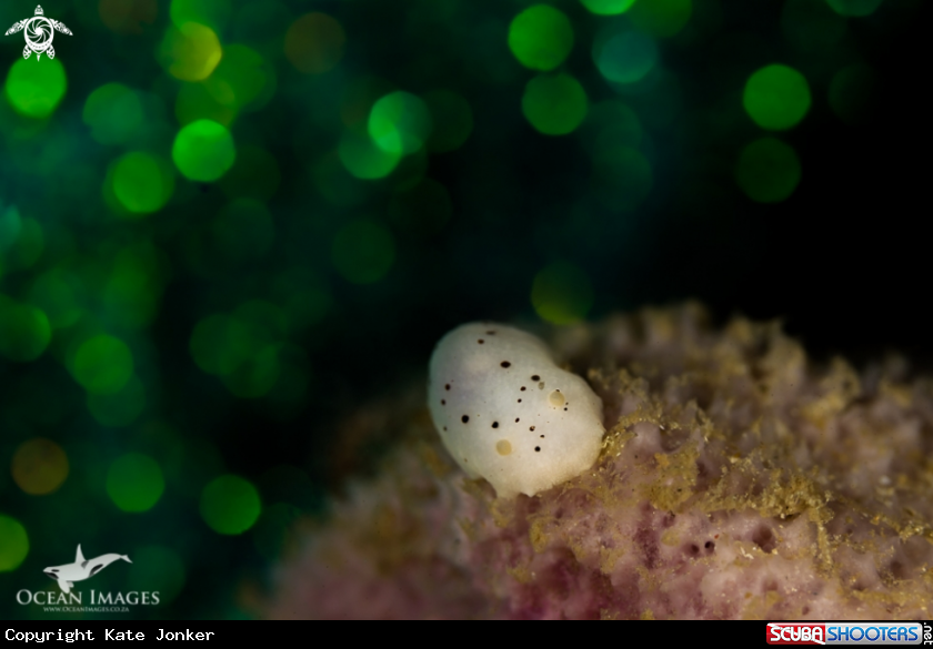 A Small spotted dorid