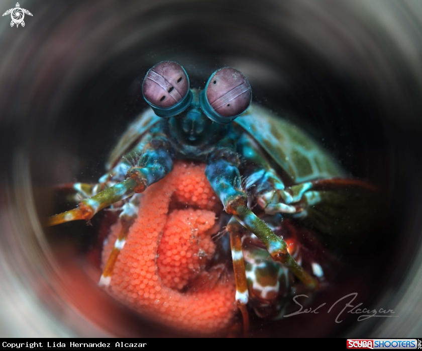 A mantis shrimp with eggs
