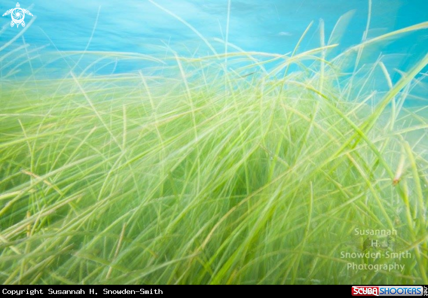 A Seagrass