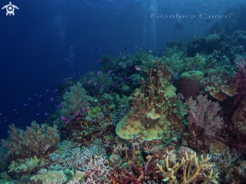 A Coral reef | Reef scape