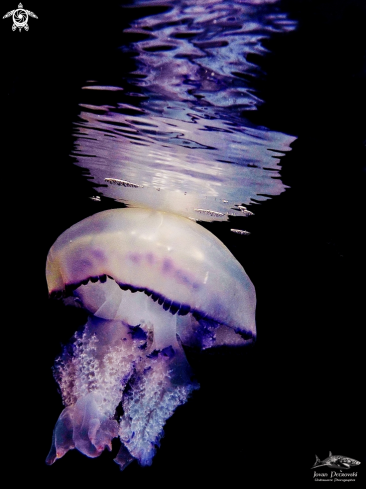 A Rhizostoma pulmo | Morska meduza.