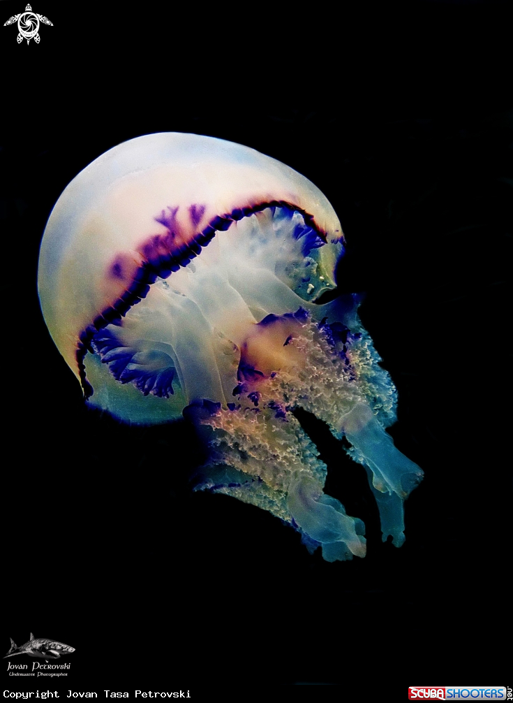 A Morska meduza.