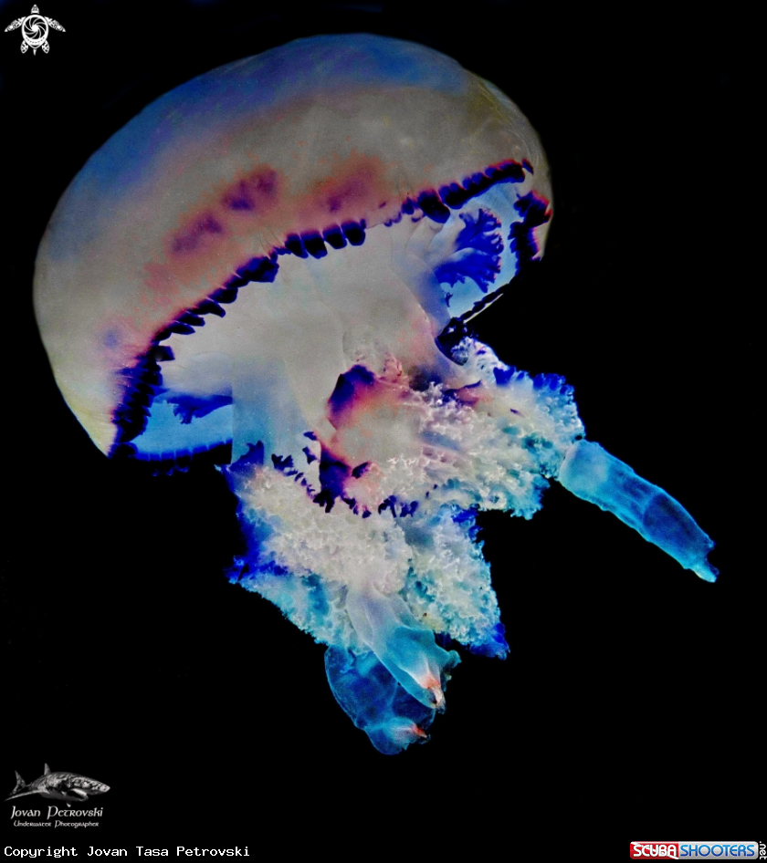 A Morska meduza.