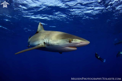 A Carcharhinus galapagensis | Galapagos shark