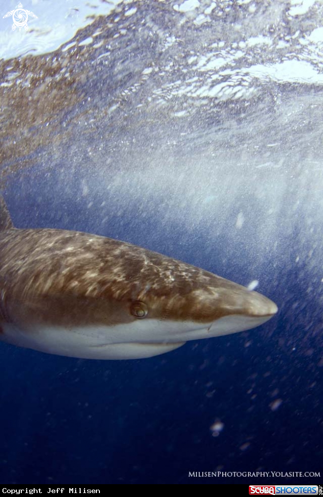 A Galapagos shark