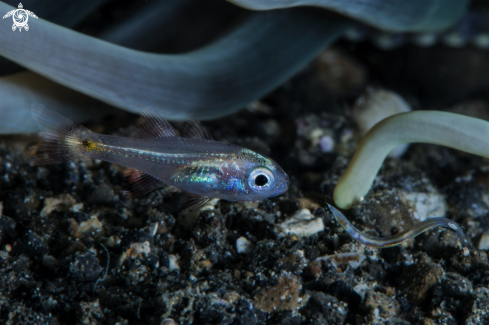 A juvenile fish and worm