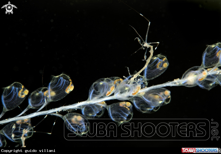 A Skeleton shrimps