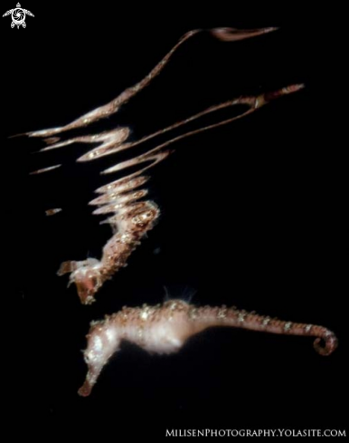A Fisher's seahorse