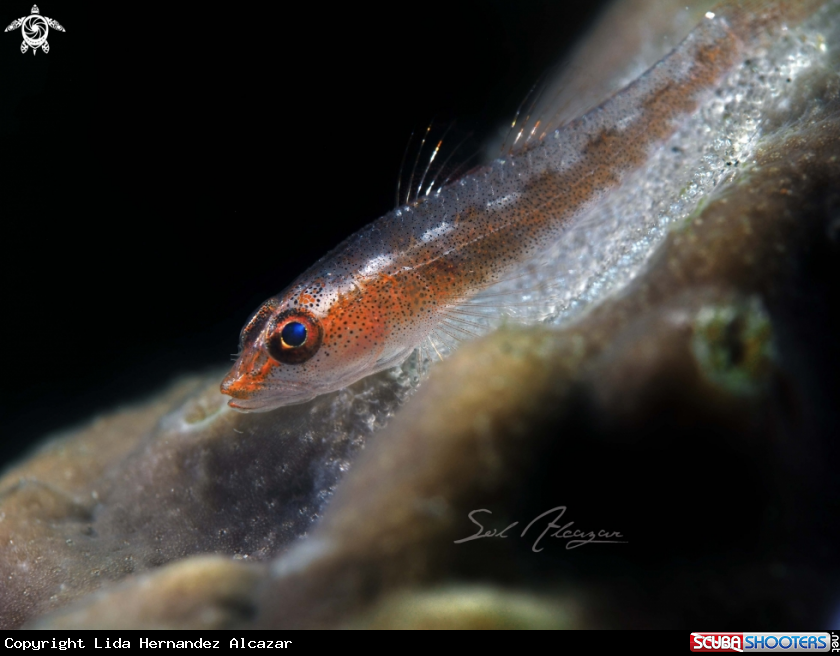 A goby with eggs