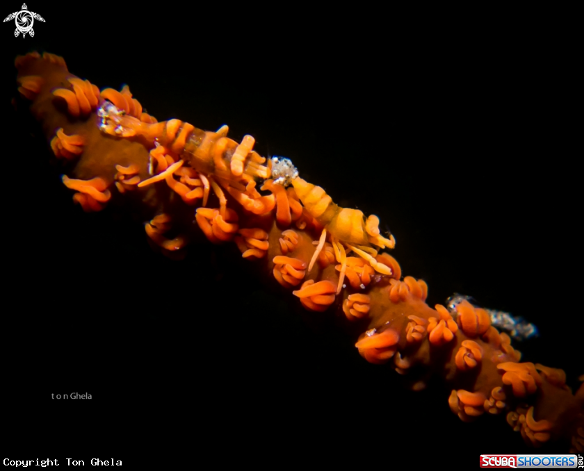 A Whip Coral Shrimps 