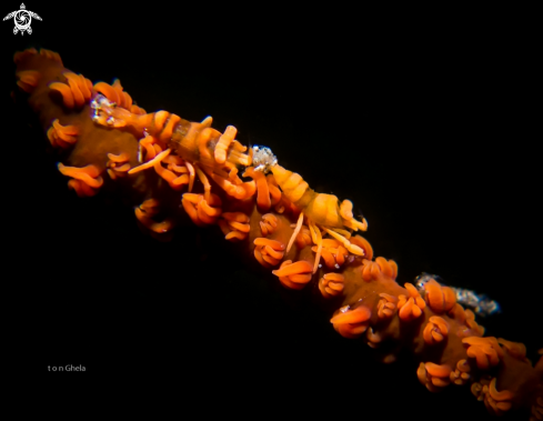 A  Dasycaris zanzibarica | Whip Coral Shrimps 