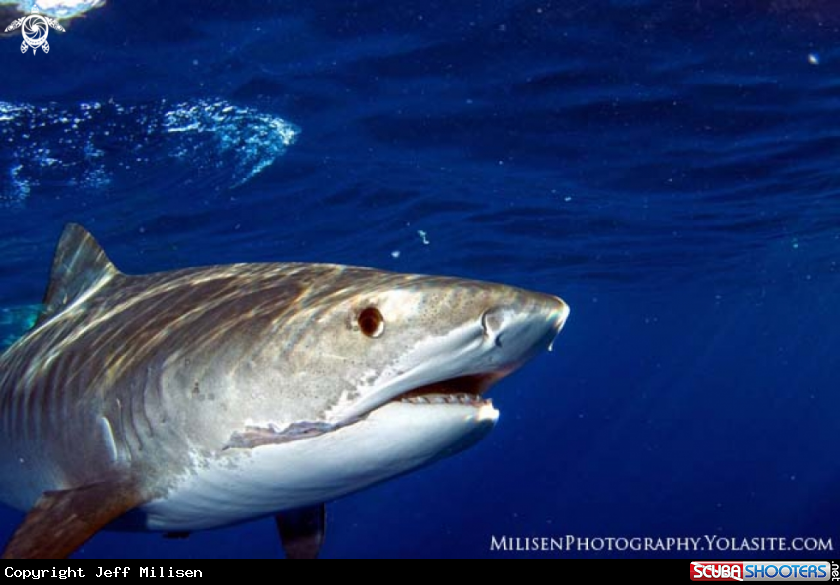 A Tiger shark